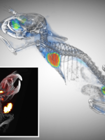 Mouse PET CT imaging