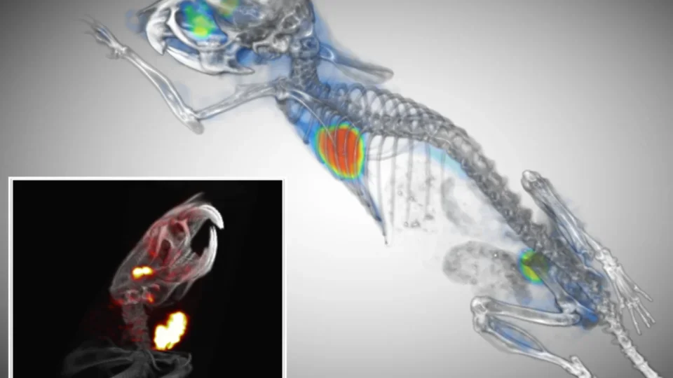 Mouse PET CT imaging