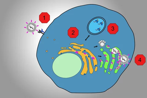 covid_inhibition