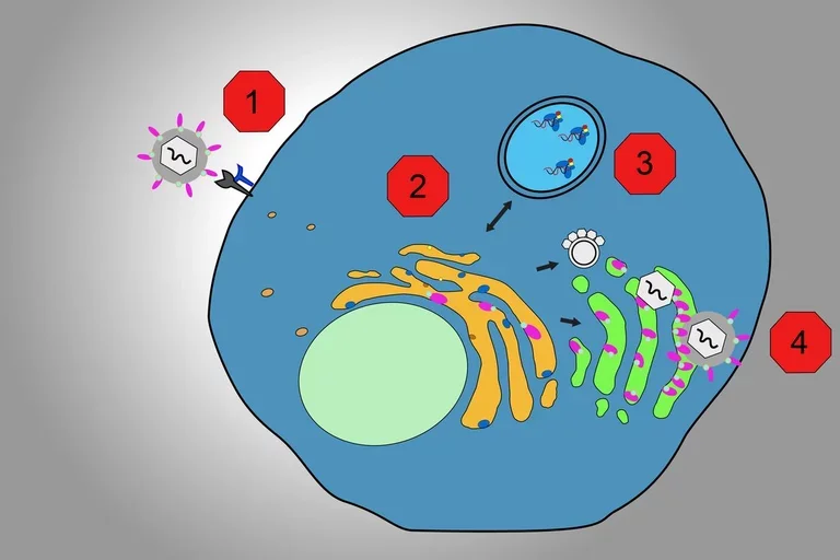 covid_inhibition