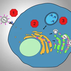 covid_inhibition
