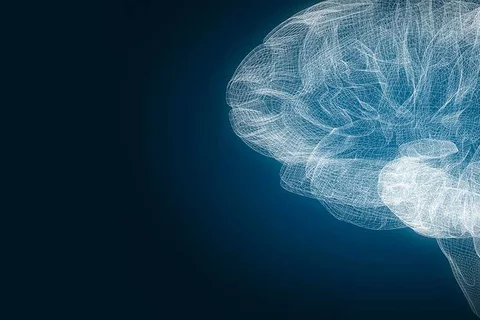 Brain