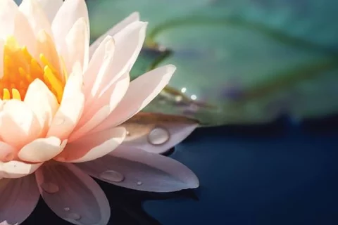 Lilly flower and pad on water